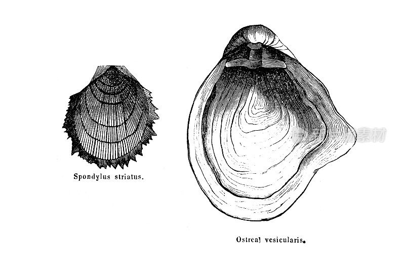 Spondylus striatus。白垩纪白垩纪维管牡蛎化石